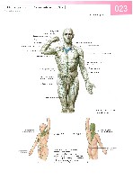 Sobotta Atlas of Human Anatomy  Head,Neck,Upper Limb Volume1 2006, page 30